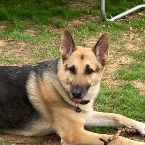 Meet your Posher, Pippa